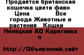 Продаётся британская кошечка цвета фавн › Цена ­ 10 000 - Все города Животные и растения » Кошки   . Ненецкий АО,Каратайка п.